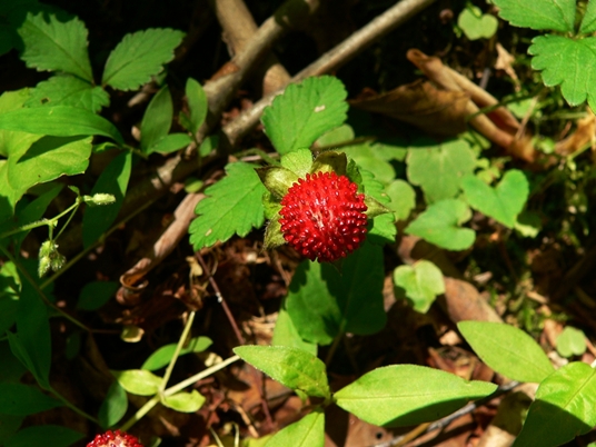 {Potentilla indica}